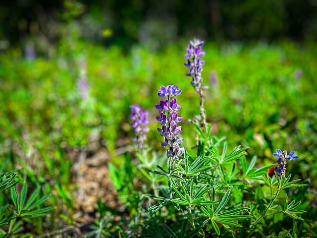 425 Lagger Gulch Rd, Anaconda, MT 59711 - view of details
