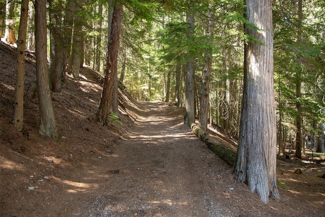 view of local wilderness