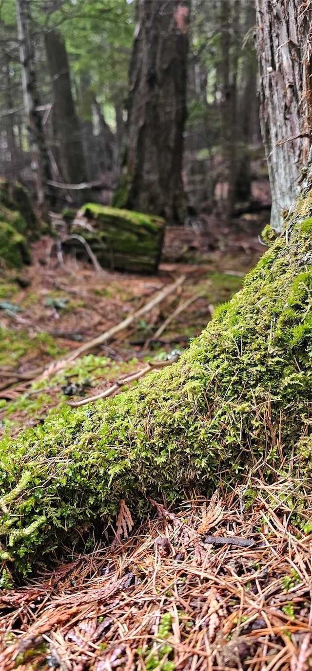 view of local wilderness