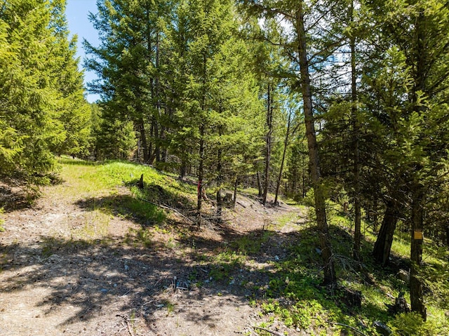 view of local wilderness