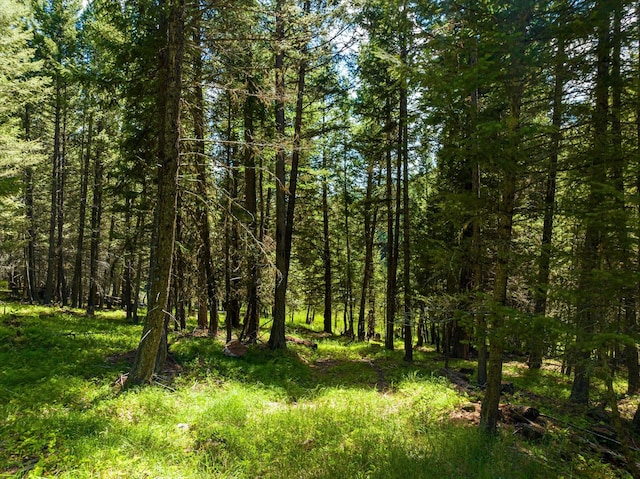 view of local wilderness