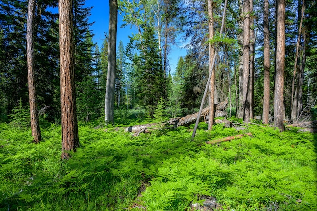 view of local wilderness