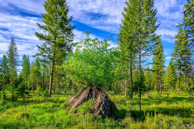 view of nature