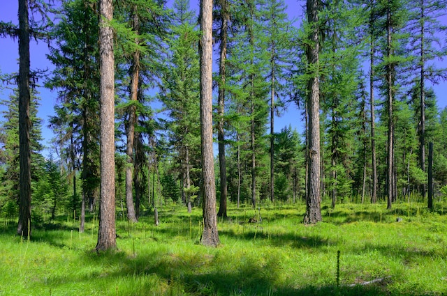 view of local wilderness