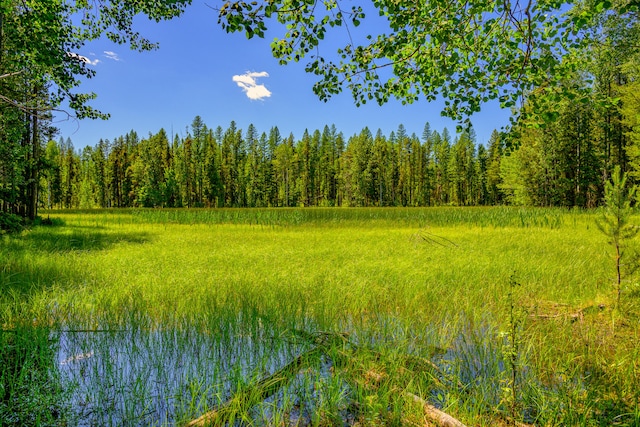 view of local wilderness