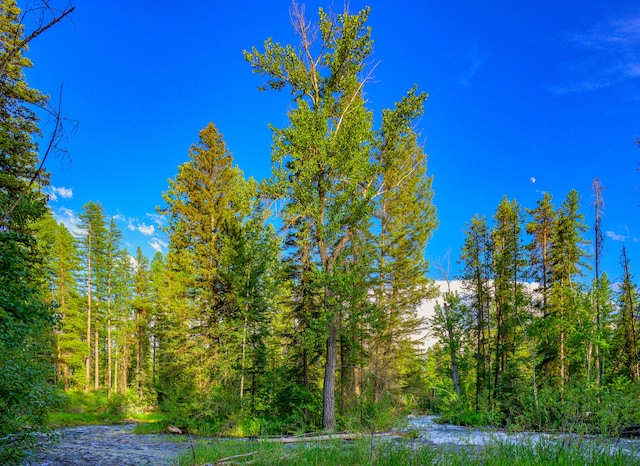 view of local wilderness