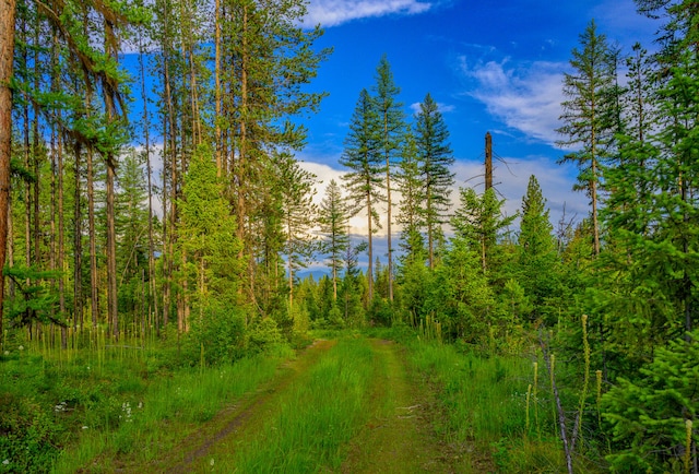 view of local wilderness