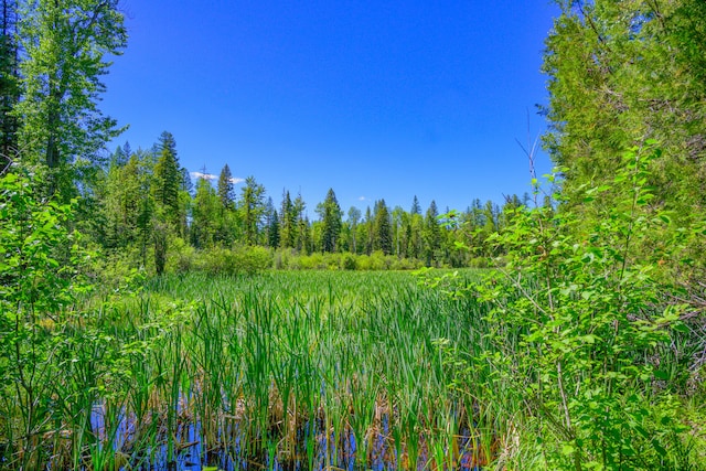 view of local wilderness