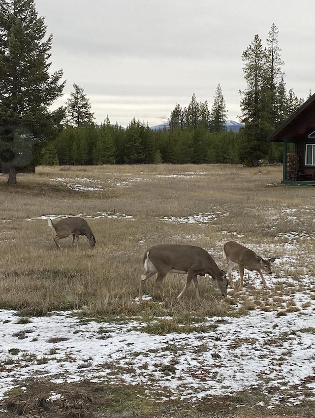 400 Kintla Ranch Rd, Polebridge, MT 59928 - view of yard with a view of rural / pastoral area