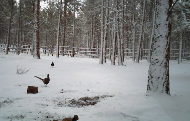 856 Weber Butte Trl, Corvallis, MT 59828 - yard covered in snow with a forest view