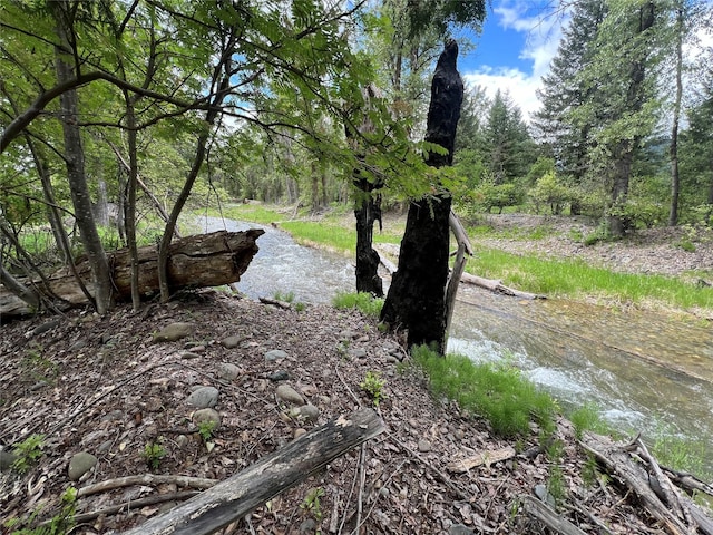 view of local wilderness