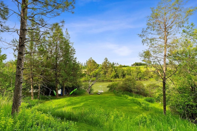 view of local wilderness