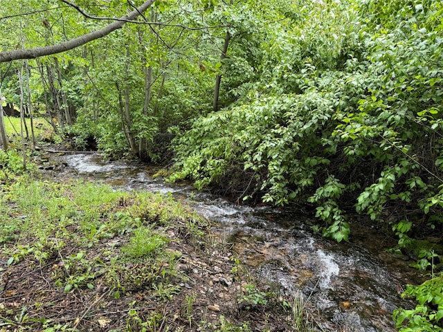 view of local wilderness