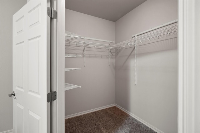 walk in closet featuring carpet floors