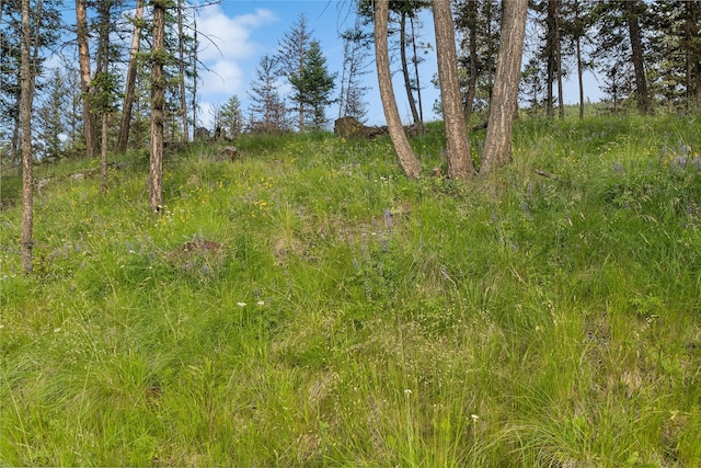 8100 US Highway 2 W, Marion, MT 59925 - view of undeveloped land