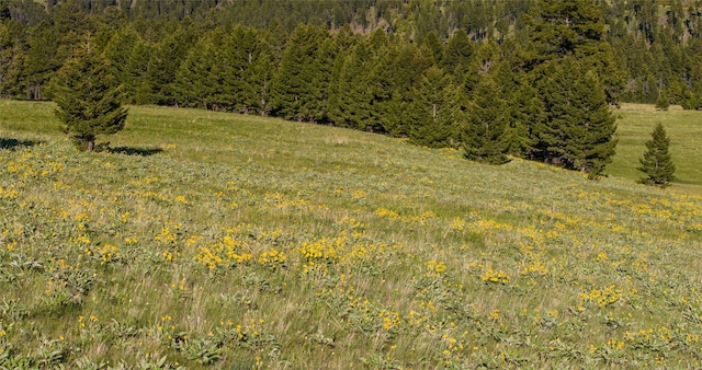 view of local wilderness featuring a view of trees