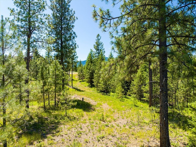 view of local wilderness