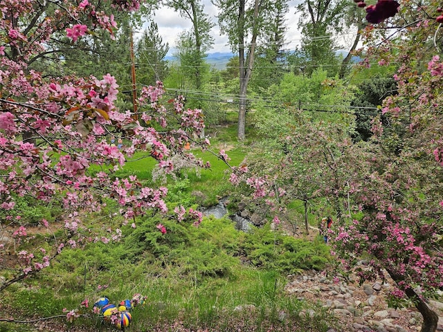 view of local wilderness