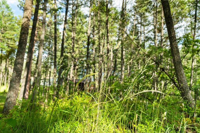 view of local wilderness