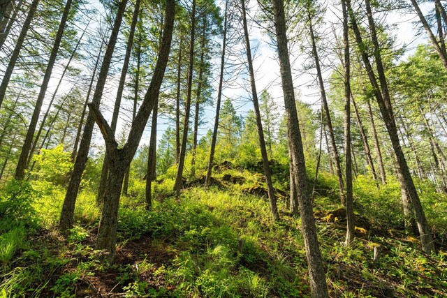 view of local wilderness