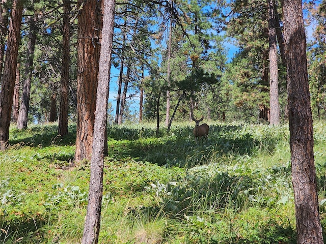 view of local wilderness