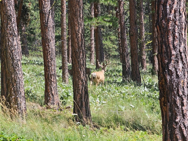 view of local wilderness