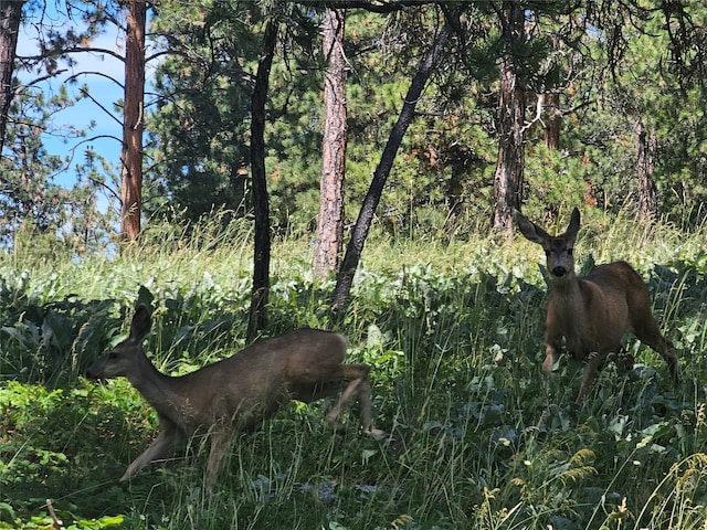 view of local wilderness