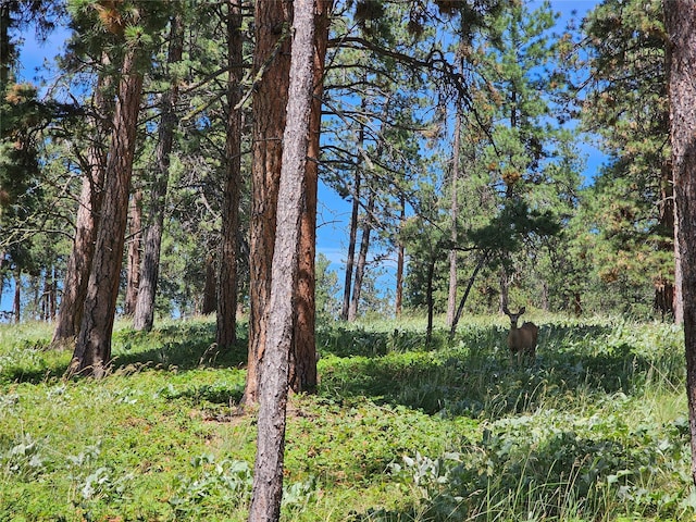 view of local wilderness