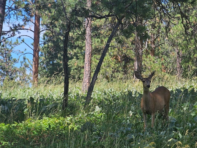 view of local wilderness