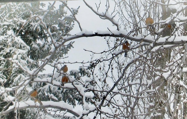 view of snowy landscape