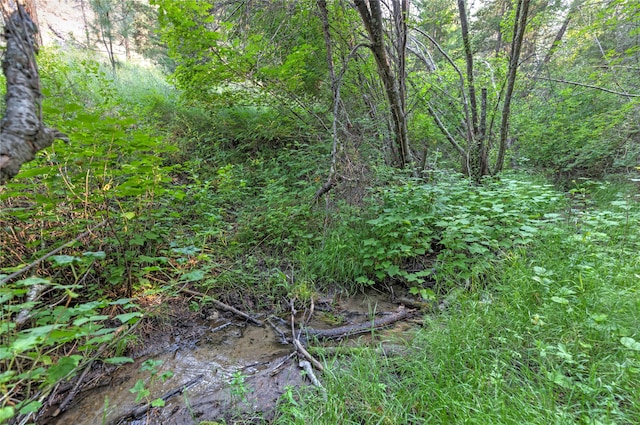 view of local wilderness featuring a water view