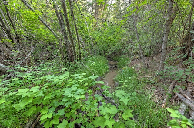 view of local wilderness