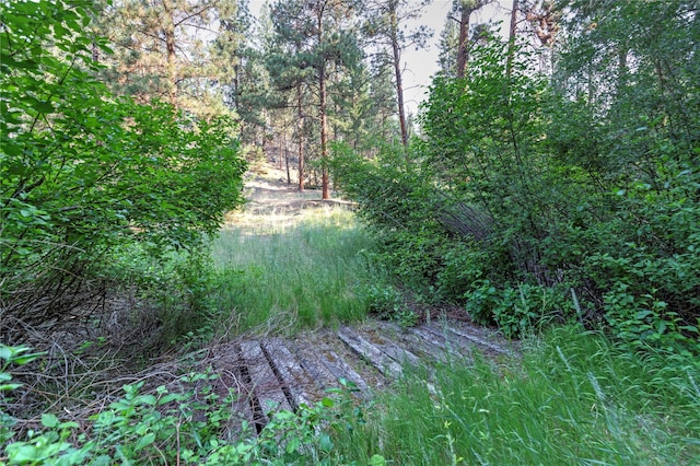 view of local wilderness