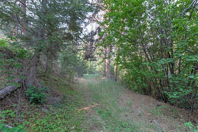 view of local wilderness