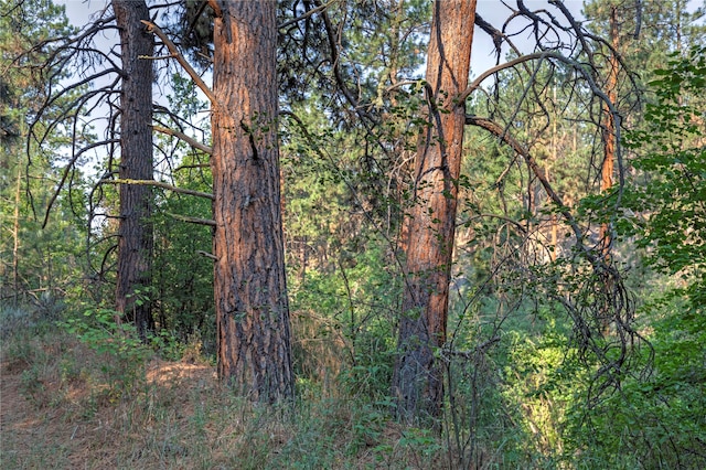 view of local wilderness