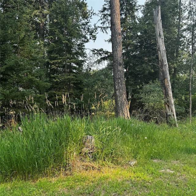2378 Lake Creek Rd, Troy, MT 59935 - view of tree filled area
