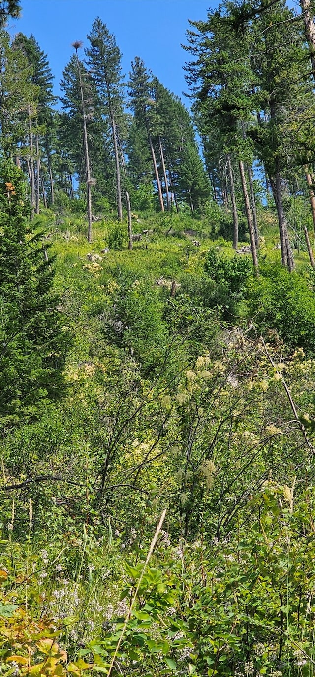 view of local wilderness