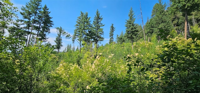 view of local wilderness