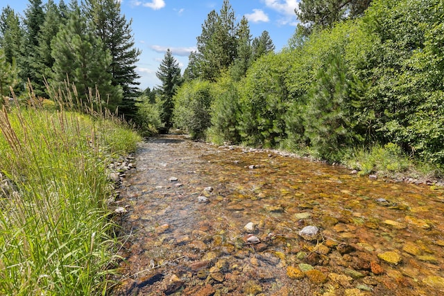 view of local wilderness