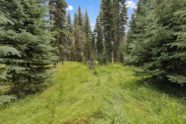 view of local wilderness