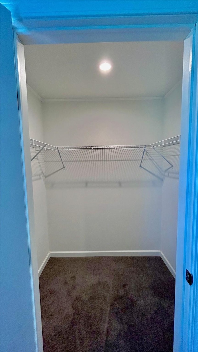 walk in closet featuring carpet floors