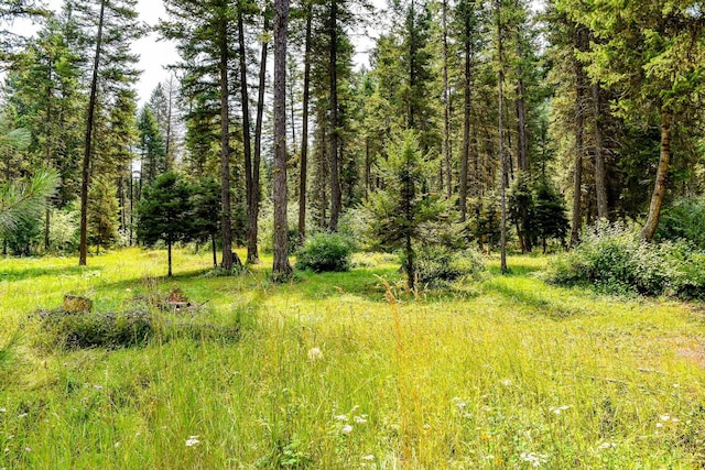 view of local wilderness