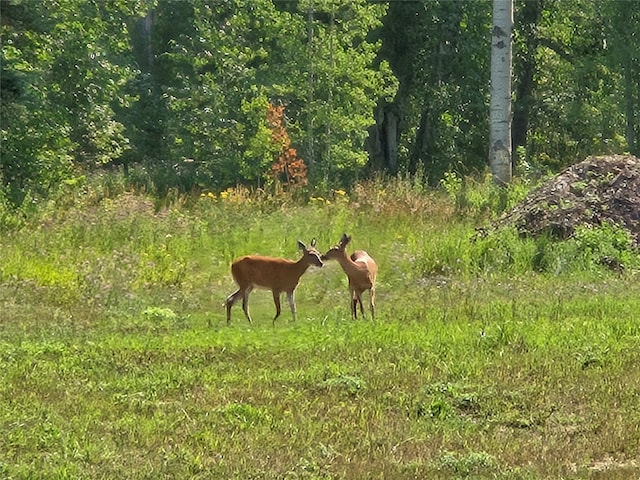 view of local wilderness