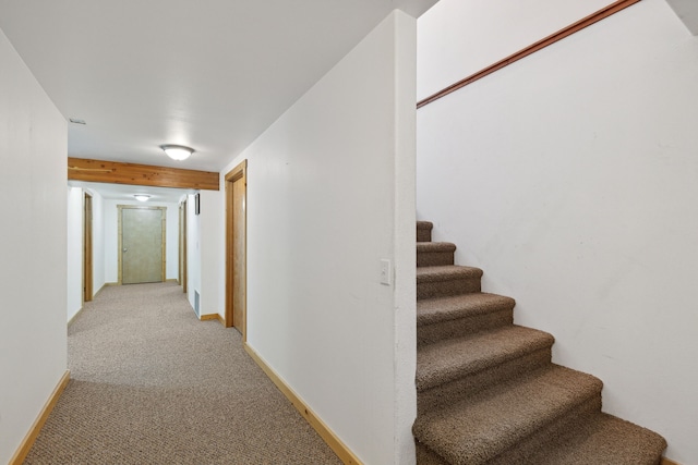 staircase featuring carpet floors