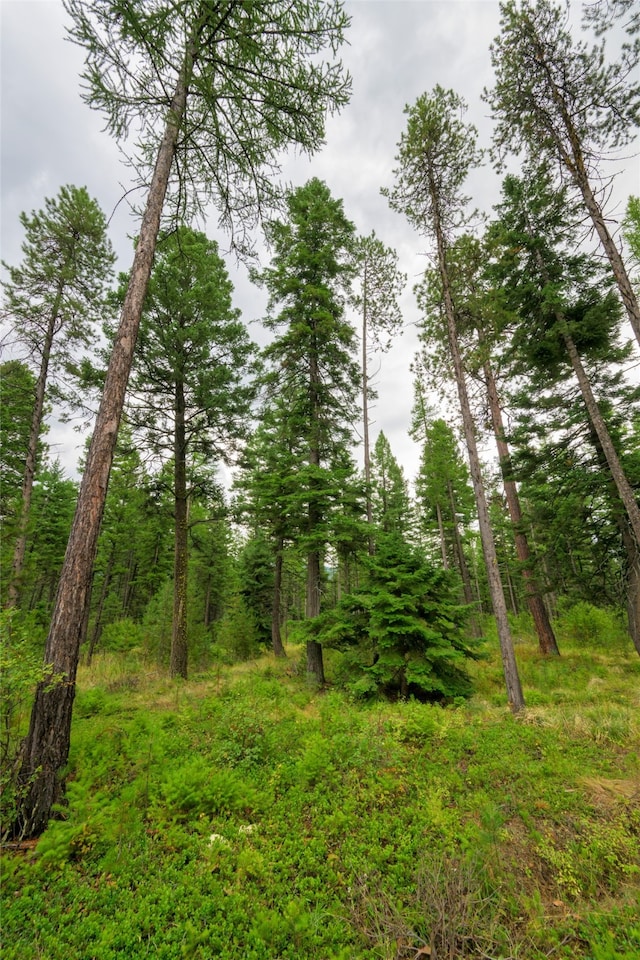 view of local wilderness