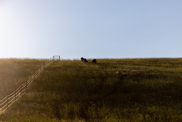 view of local wilderness with a rural view