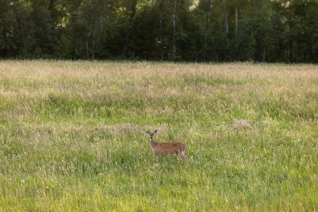 view of local wilderness