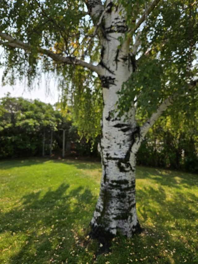 214 Laura St, Augusta, MT 59410 - view of green lawn