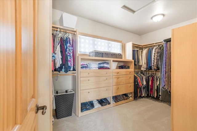 walk in closet featuring attic access and carpet