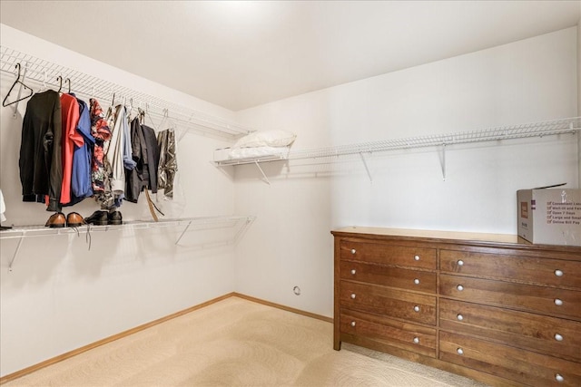 walk in closet featuring carpet flooring